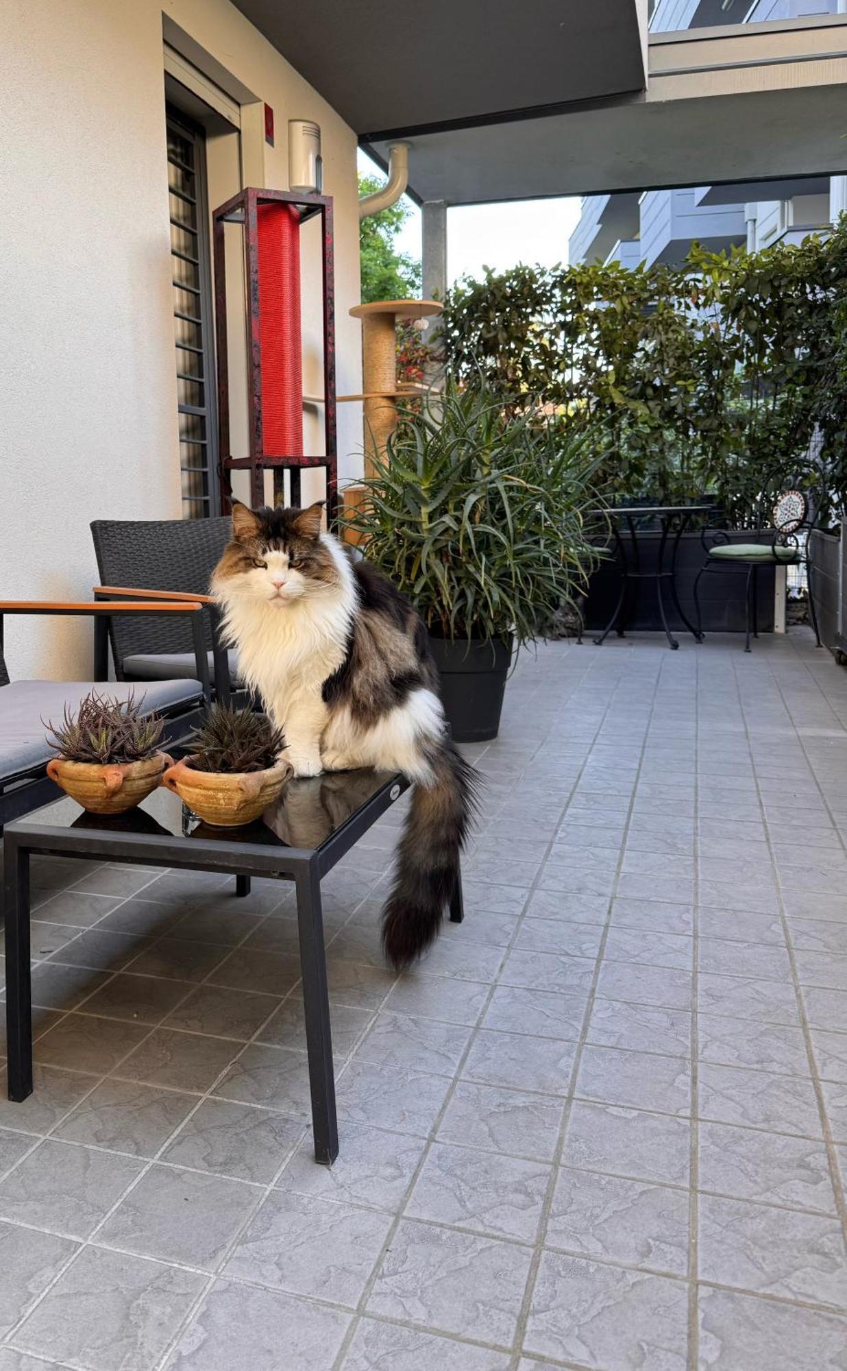 Accommodatie bij particulieren Privata Con Terrazza *
