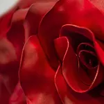 Le Stanze Dei Fiori