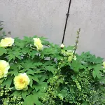 Giardino Segreto - History And Design