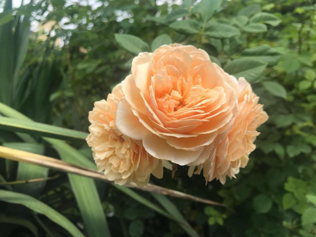Bloom As Are Bed & Breakfast *