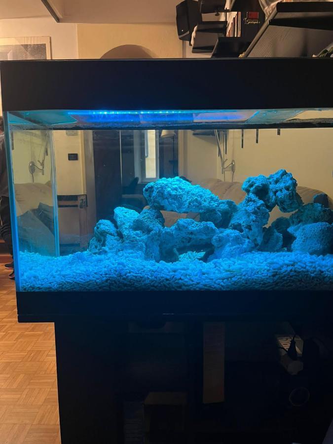 Red Sun Acquarium