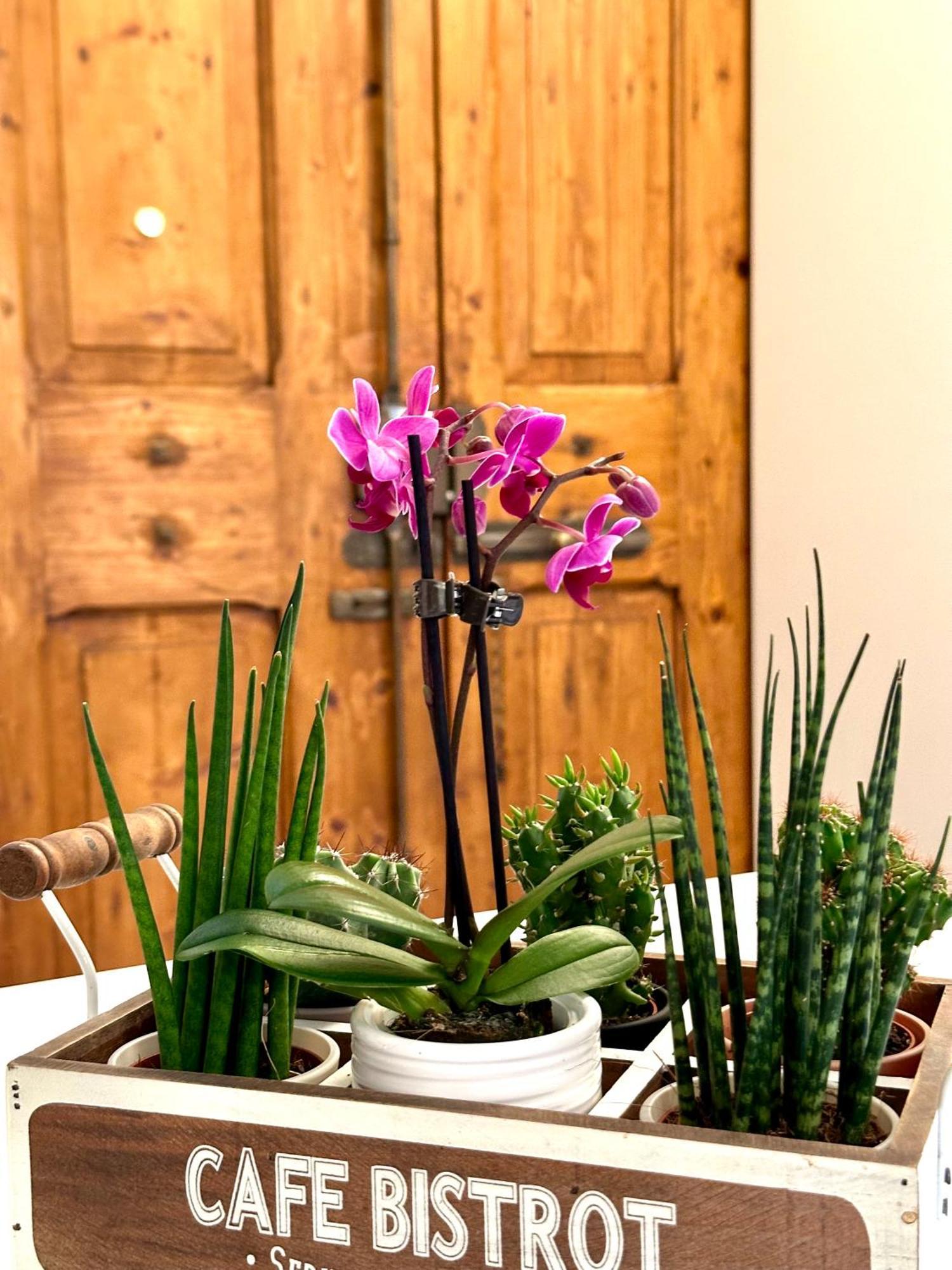 Casa Belfiore Appartamento