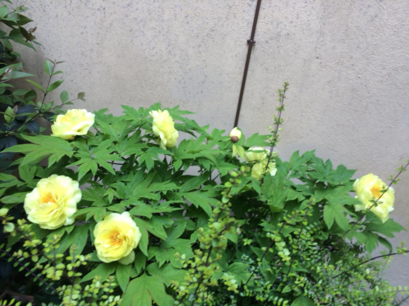Apartment Giardino Segreto - History And Design *