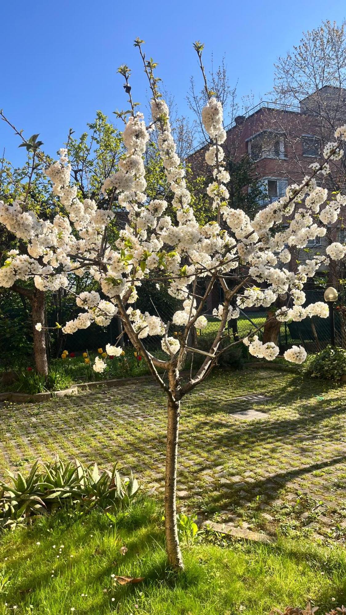 Bloom As Are * Bologna