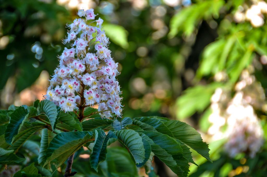 Al Parco Giardini Margherita Acomodação com café da manhã 