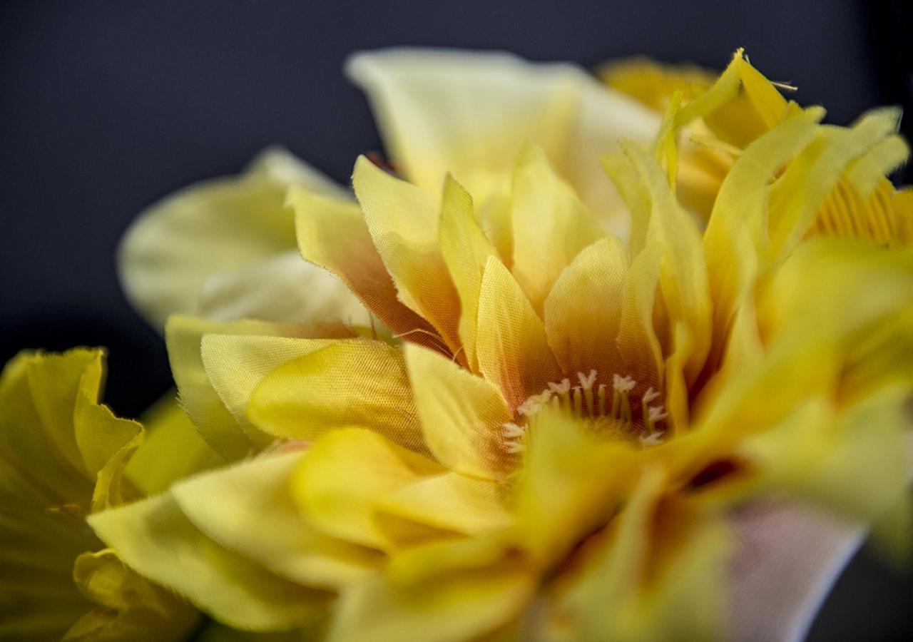 Le Stanze Dei Fiori Affittacamere Bologna