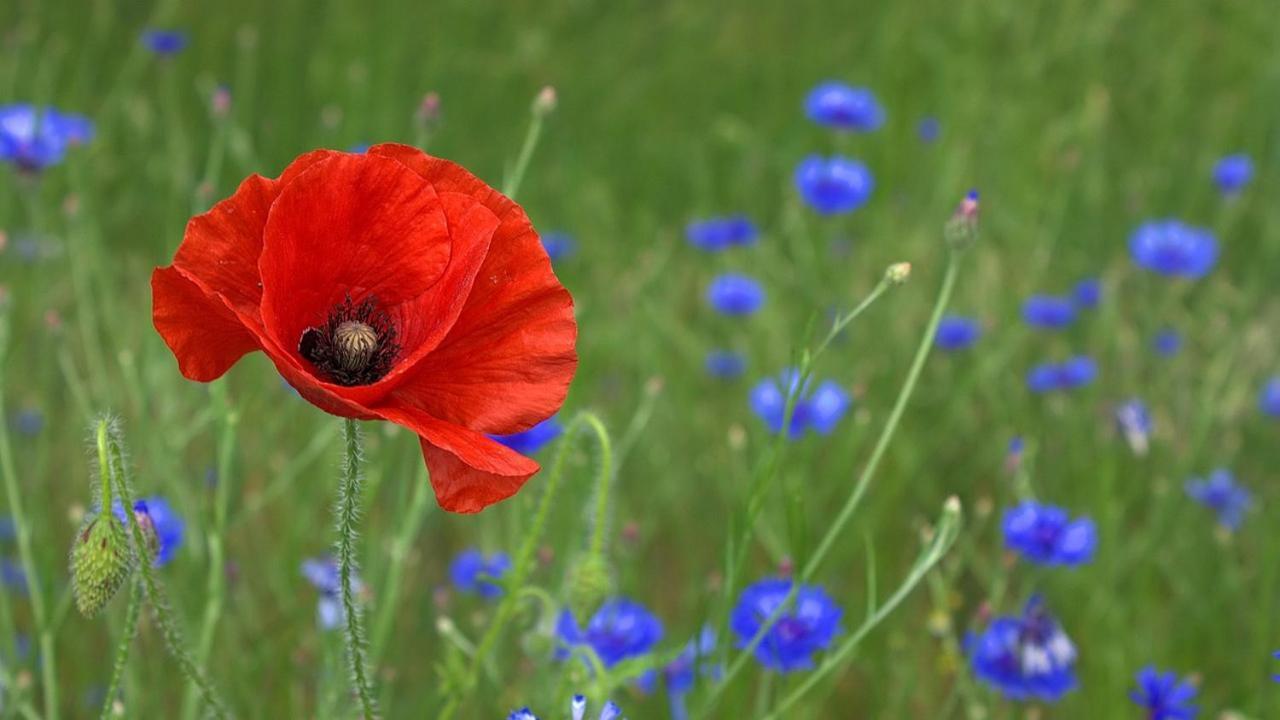 Bed & Breakfast Poppy Vicino Fiera Di