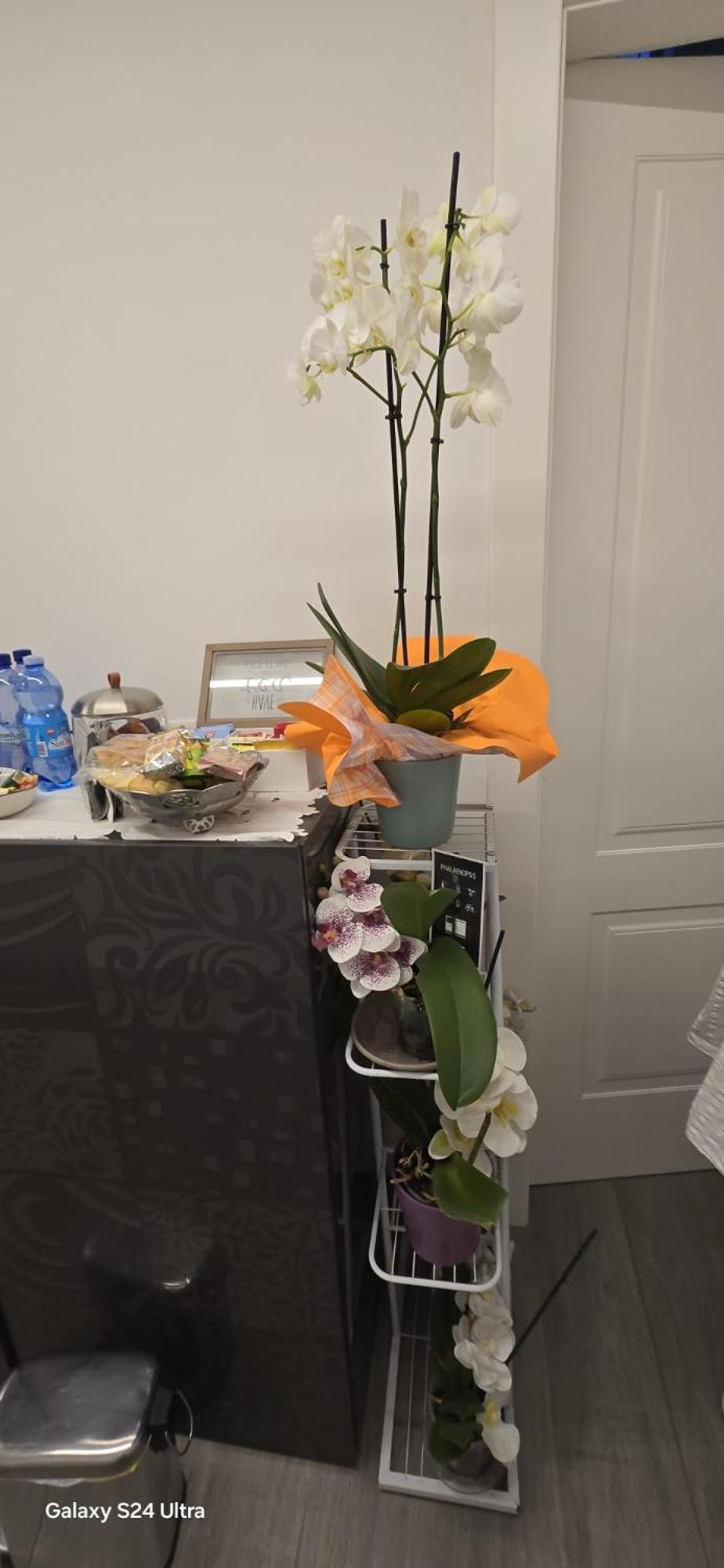 Orchidea Bed & Breakfast